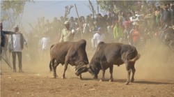  तारुकामा आगामी माघ १ र २ मा २८ हल गोरु जुधाइने